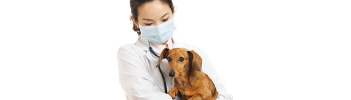 動物病院に税理士の税金対策と安心経営