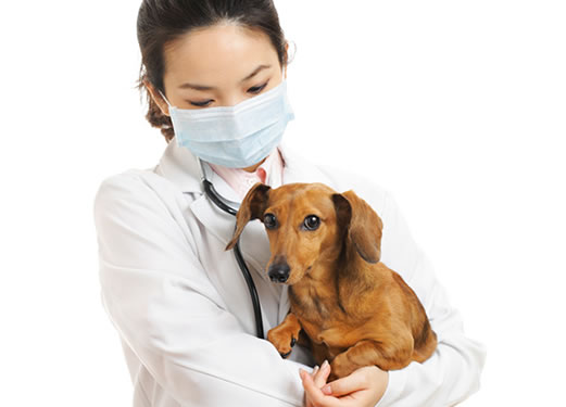 獣医師の動物病院経営